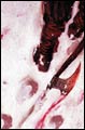 Image: Northlanders Vol. 03: Blood in the Snow SC 