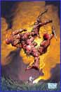 Image: Conan #16