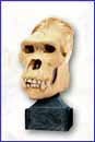 Image: Kong WETA Statue: Kong Skull 